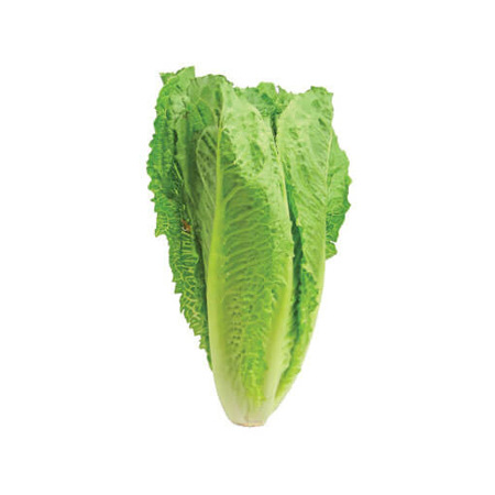 Imagen de Lechuga Romana 500 Gr.