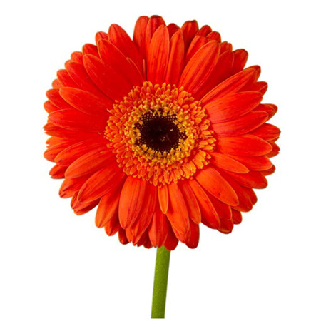 Imagen de Gerbera Sigo (Unidad)